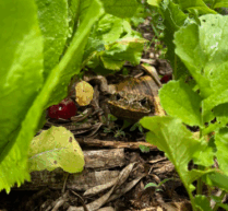 {{brizy_dc_image_alt imageSrc=