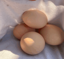 {{brizy_dc_image_alt imageSrc=