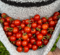 {{brizy_dc_image_alt imageSrc=